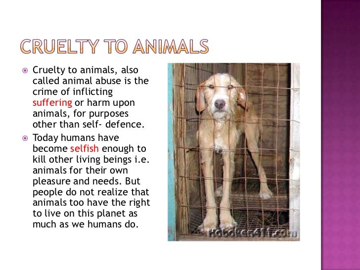 animal abuse facts